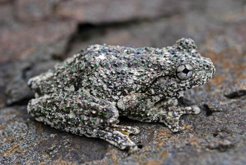 Emerald  Spotted Tree Frog - In Full _DSC0057 Australia Enviro  Fauna 
