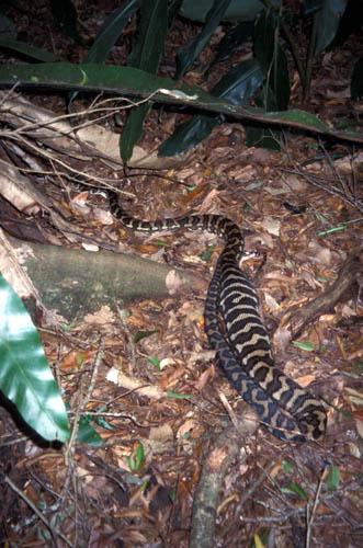 Carpet Python  - 1 Digestion - Box 1 File 2 Australia Fauna ns 6 9 
