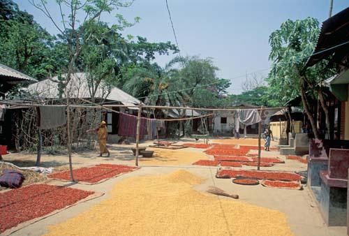 Harvested Crops Sun Dry Lifestyle Bangladesh Box File 3 7ns 4 Village life crops how safe