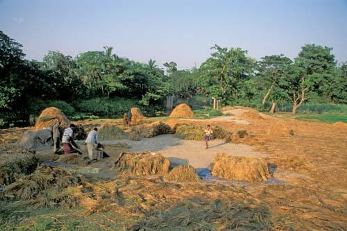 Harvesting Time Rural Lifestyle Bangladesh Box File 3 9ns 8 village life rice crop how safe