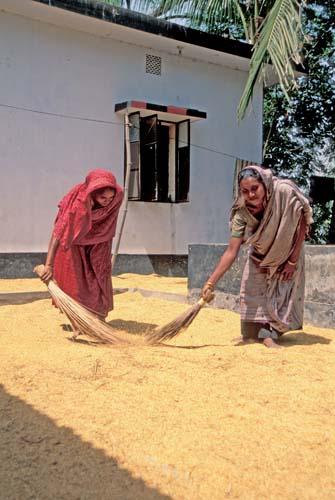 Drying In The Sunlight Rural Lifestyle Bangladesh Box File 3 7ns 35 Village life rice crops how safe