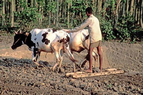How Safe The Soil India Rural Lifestyle India Arsenic West Bengal Box 4 file 7 ns 5 4 Ox and Man Plouhging the Field