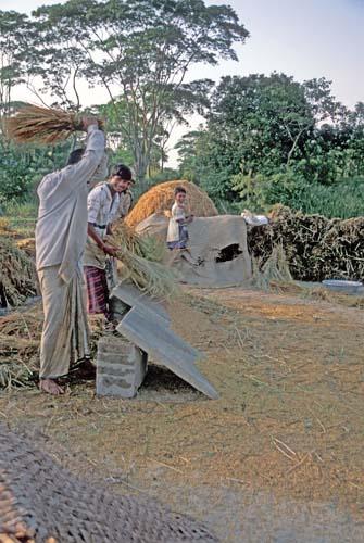 Threshing the crops Rural Lifestyle Bangladesh Box File 3 9ns 9 village  life farmers rice crop how safe