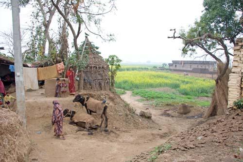Buffalo and Cows Great Providers Rural Lifestyle India Bihar Village Scene_DSC0013
