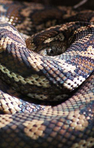 Carpet Python  - Waiting Game - Box 6 File A Australia Fauna ns H1 35 