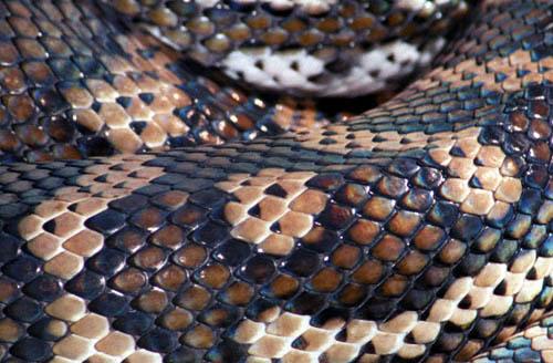 Carpet Python  - Natures Creation - Box 6 File A Australia Fauna ns H2 10 a 