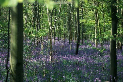 2 English Bluebells in  Beech Tree Wood - Box 2 England File 4 m5 1 Enviro Flora 