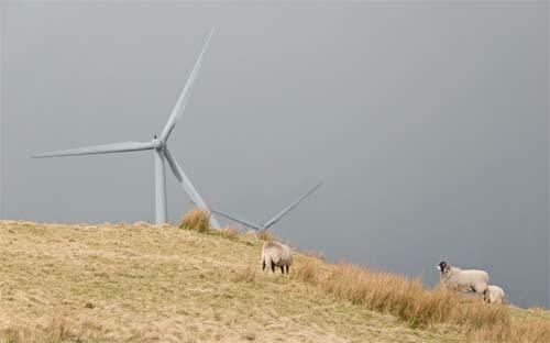 Looking Sheepish  - Environment Our Impact Wind Power UK_DSC0108