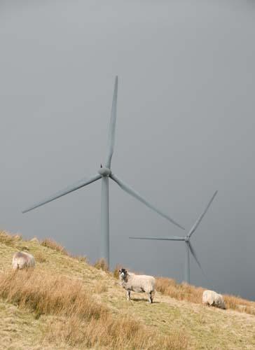 Sheep And The Wind Turbine - Environment Our Impact Wind Power UK_DSC0111