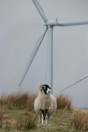 Solitude - Environment Our Impact Wind Power UK_DSC0100
