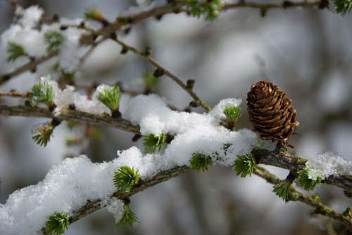 Cool Cone in Winter - Flora UK, England_DSC0267 Cone In Winter