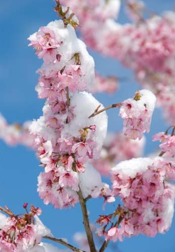 Snow Capped Cherry Blossom - Flora UK, England_DSC0222 Blossom Late Winter Snow