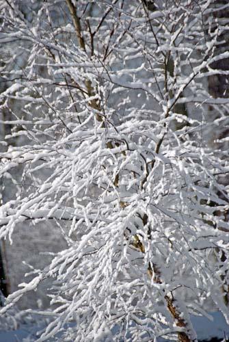 Snow Clad Twigs - Flora UK, England_DSC0225 Trees In Winter Snow