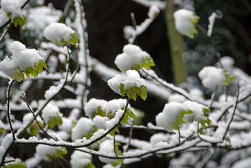 Snow Slows Groath  - Flora UK, England_DSC0286 Snow In Springtime