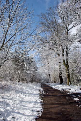 Winter - Flora UK, England_DSC0228 Trees In Winter Snow