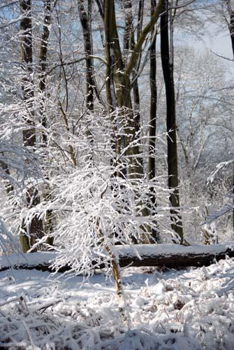 Winter Woodland - Flora UK, England_DSC0226 Trees In Winter Snow