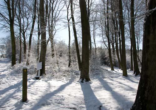 Woods in Winter - Flora UK, England_DSC0231 Trees In Winter Snow
