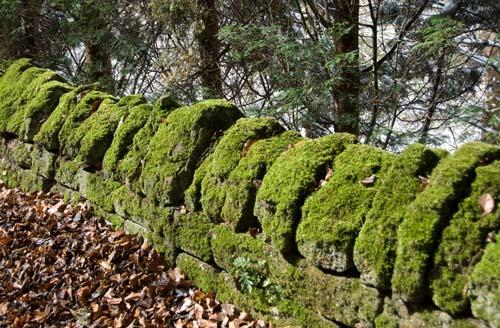 Moss Topping - Miscellaneous Shapes Patterns_DSC0242 Moss