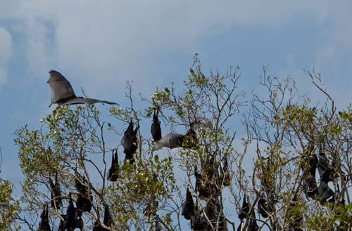 12 Over The Camp - Grey-headed Flying Fox Pteropus poliocephalus – Fauna Australia_DSC0187
