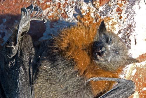 5 Environment Our Impact - Grey-headed Flying Fox Pteropus poliocephalus – Fauna Australia _DSC0003