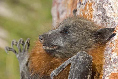 8 Declining Species Our Impact - Grey-headed Flying Fox Pteropus poliocephalus – Fauna Australia _DSC0008