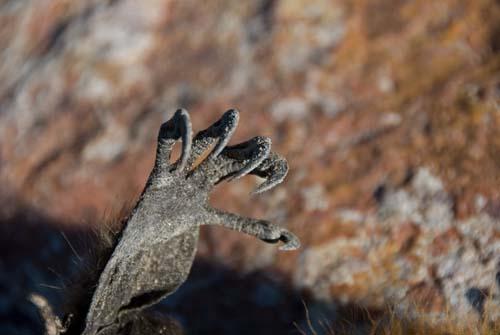 9 In Need Of A  Hand Up - Grey-headed Flying Fox Pteropus poliocephalus – Fauna Australia _DSC0002