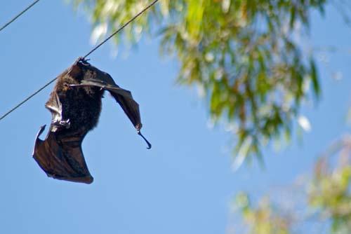 5 Bat Electrocuted - Grey-headed Flying Fox Pteropus poliocephalus – Fauna Environment Our Impact Australia _DSC0087