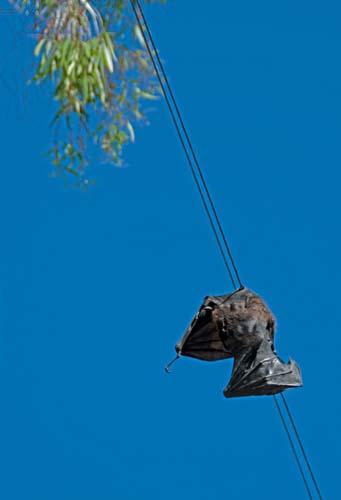 7 Electrocuted  Bat - Grey-headed Flying Fox Pteropus poliocephalus – Fauna Environment Our Impact Australia _DSC0068