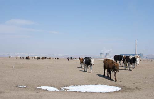 22 Ger District - Urban Lifestyle, Environment Our Impact, Mongolia, Ulaanbaatar,  DSC_0328