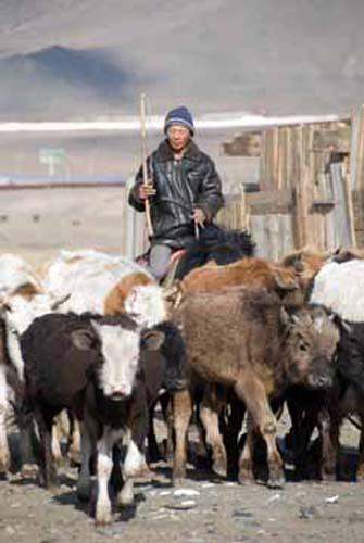 61 Roundup -  Ger District - Urban Lifestyle,  Mongolia, Ulaanbaatar, People at Work, Herdsman_DSC0302