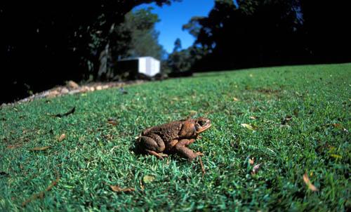 1 Cane Toad - In the Garden - Box 1 Australia Fauna File 2  ns 5  27 