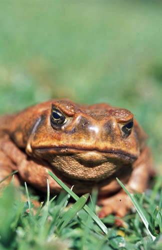 6 Cane Toad - Box 1 Australia Fauna File 2 ns6  6 