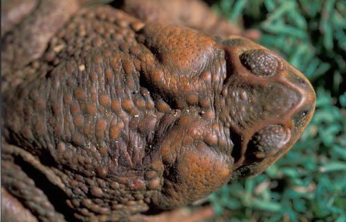 8 Cane Toad -  Parotoid Glands Box 1 Australia Fauna File 2  ns 5  32