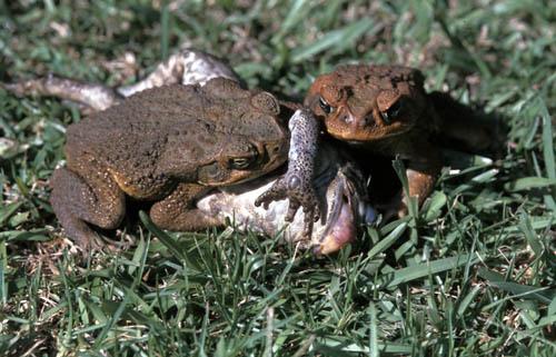 10 Cane Toad -  Box 1 Australia Fauna File 2 ns  8 1