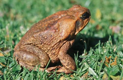 14 Cane Toad -  Box 1 Australia Fauna File 2 ns 6  18 