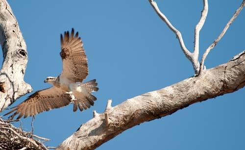 Back To The Nest -  Fauna, Bird, Australia, Osprey, Pandion haliaetus, DSC_0549.jpg