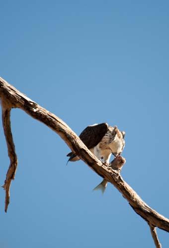 Head Twist  -  Fauna, Bird, Australia, Osprey,  Pandion haliaetus, DSC_0479.jpg
