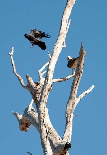 Torresian Crow v Osprey -  Fauna, Bird, Australia, Osprey, Pandion haliaetus,  2, 224.jpg