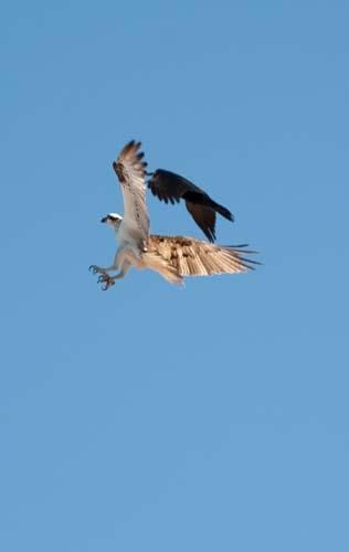 Osprey Under Attack -  Fauna, Bird, Australia, Osprey, Pandion haliaetus, 2, 214.jpg