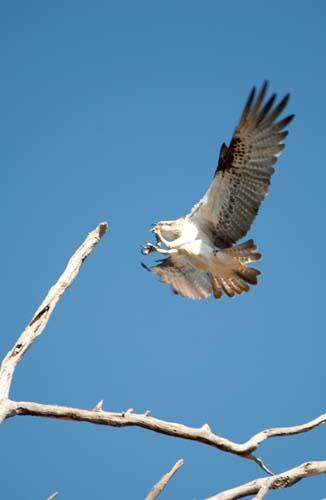 Osprey Claws Ready - Fauna, Bird,Osprey, Pandion haliaetus, Australia,  DSC_0559