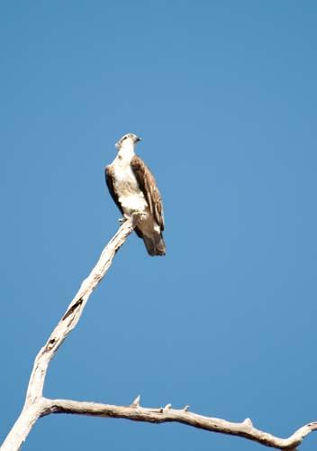 Osprey Ever Alert - Fauna, Bird,Osprey, Pandion haliaetus, Australia, DSC_0562.jpg