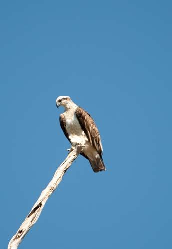 Sharp Eyed Osprey - Fauna, Bird,Osprey, Australia, Pandion haliaetus, DSC_0561.jpg