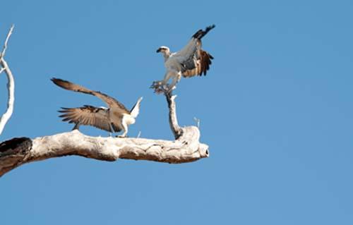 I Can't Stop -  Fauna, Bird, Australia, Osprey, Pandion haliaetus, 3, 215