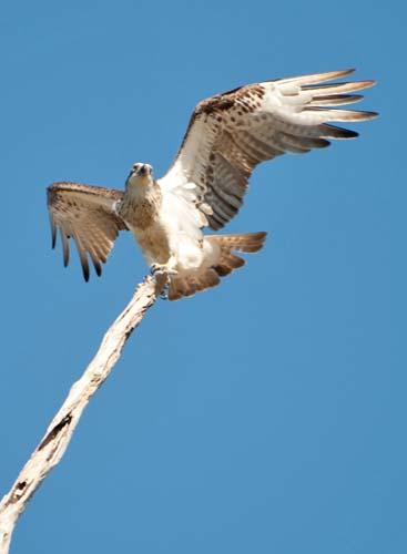 Osprey's Balancing Act 1 - Osprey Claws Ready - Fauna, Bird,Osprey, Australia, Pandion haliaetus,  DSC_0560