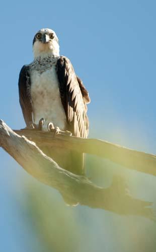 The Look From An Osprey 1 -  Fauna, Bird, Australia, Osprey, 2, 342