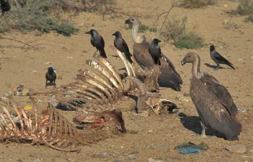 A Rare Sight - Reportage, India, Vultures To Street Dogs, Box 4 File 7 2m 6