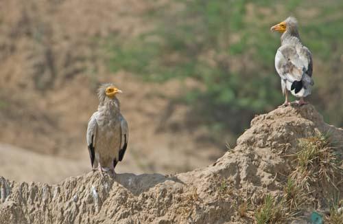 Diclofenac Egyptian Vultures Demise - Neophron percnopterus , Reportage, India Vultures To Street Dogs,_DSC0071
