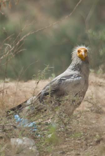 Another Species Declining Due To Diclofenac - Egyptian Vulture, Neophron percnopterus , Reportage, India, Vultures To Street Dogs,_DSC0068