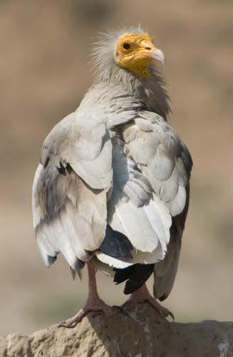 Declining Species - Egyptian Vulture, Neophron percnopterus , Reportage, India, Vultures To Street Dogs,_DSC0074