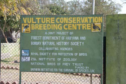 Vulture Concervation Breeding Centre - VCBC, Reportage, India, Vultures To Street Dogs,_DSC0063